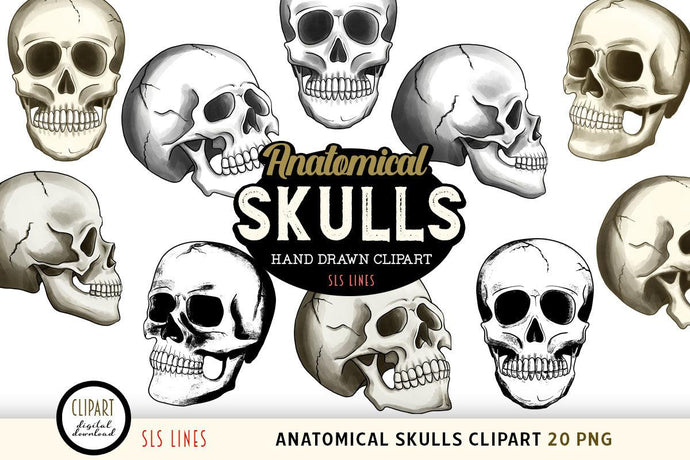 Anatomical Skulls Clipart - Human Skull Illustrations PNG - SLS Lines