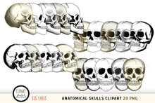 Load image into Gallery viewer, Anatomical Skulls Clipart - Human Skull Illustrations PNG - SLS Lines
